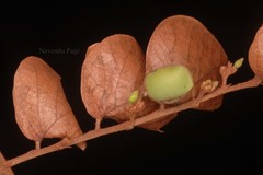 Flemingia chappar